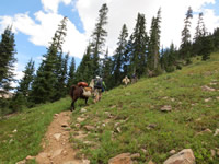 Llama Trail