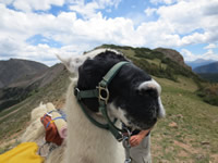 Llama